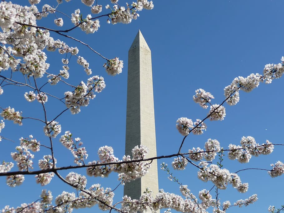 Washington, monumento, flor de cerejeira, ninguém, dia, azul, natureza, árvore, vista de ângulo baixo, plantar