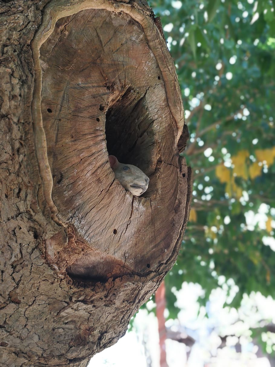 a hollow tree, tree, squirrel, nest, pa, cavity, squral, plant, focus on foreground, close-up