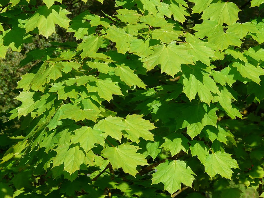 maple, daun maple, daun, pohon, hijau, cahaya, norwegia maple, acer platanoides, daun maple jarum, matahari