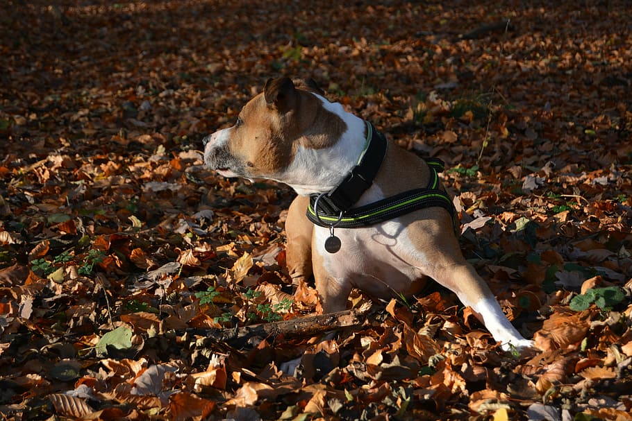 perro, otoño, amstaff, pitbull, american staffordshire terrier, hojas, piso, Un animal, doméstico, canino