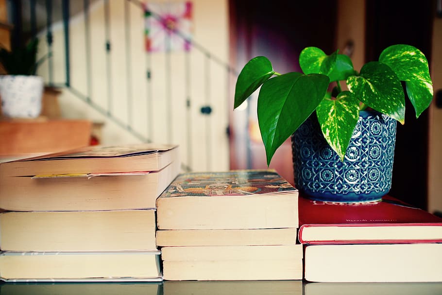 green, leaf plant, books, leisure, reading, culture, plants, teacher, studio, agenda