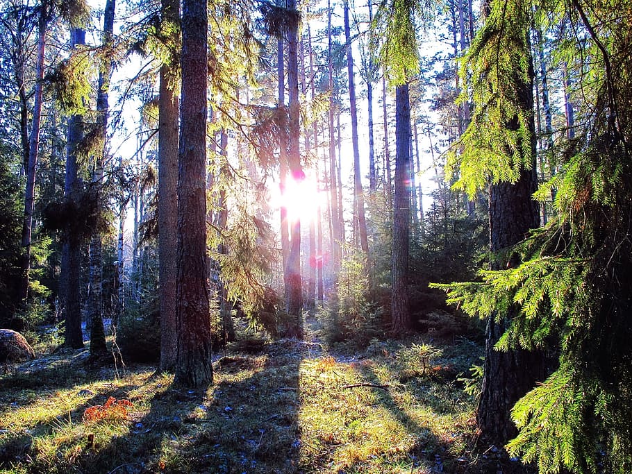 forest photography, daytime, forest, sunlight, landscape, shadows, evergreen, outdoors, stockholm, sweden