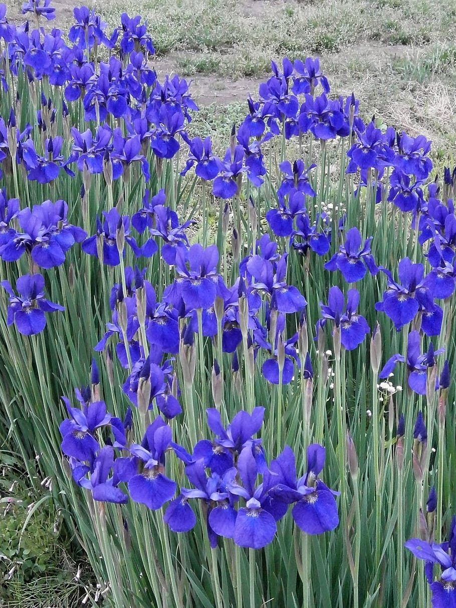 iris, a principios del verano, flores a principios del verano, flores  moradas, flores azules, flor, planta floreciendo, planta, crecimiento,  belleza en la naturaleza | Pxfuel