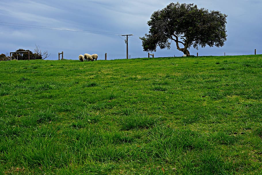 羊 孤独な木 地平線 なだらかな牧草地 緑の野原 広い広場 風が吹き荒れる 田舎 南オーストラリア ウィロークリーク Pxfuel