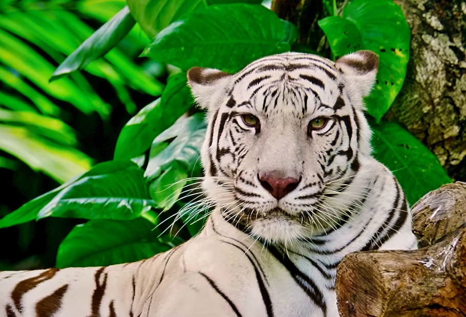 putih, hitam, harimau, berbaring, di samping, pohon, kebun binatang, taman, alam, raja hutan