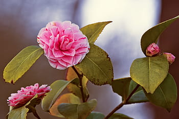 Fotos camellia japonica libres de regalías | Pxfuel
