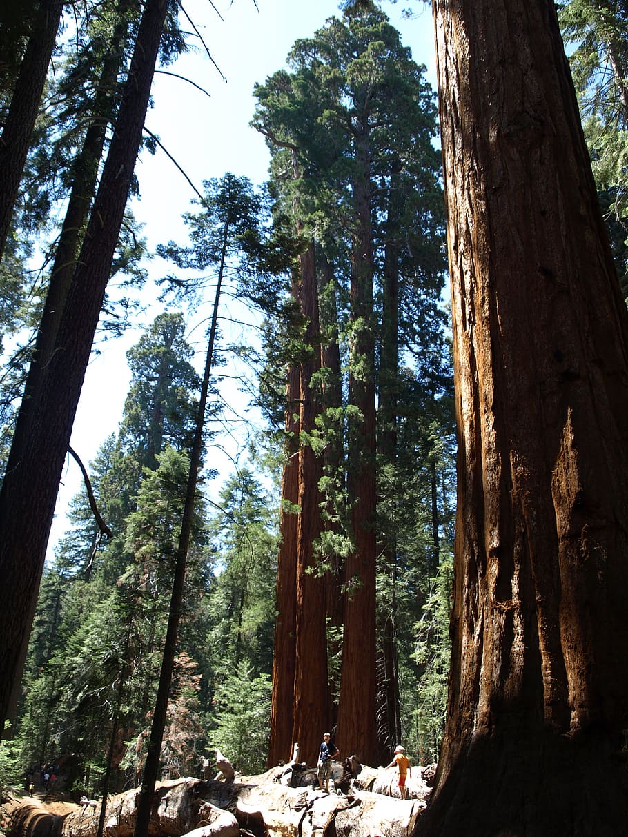セコイア, アメリカ, 森林, カリフォルニア, セコイアの木, 高, 自然, レッドウッド, 赤, 国立公園