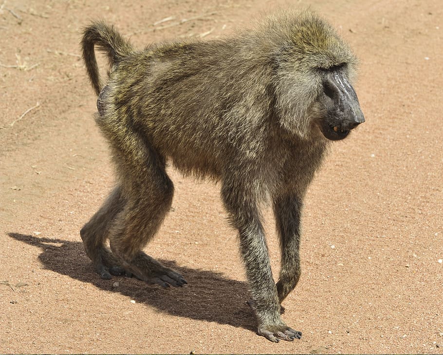 baboon, walking, mammal, savannah, wildlife, nature, primate, serengeti, tanzania, africa