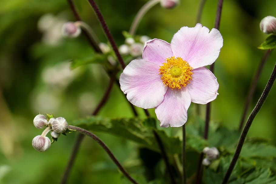 selective, focus photograph, pink, 5-petaled, 5- petaled flower, anemone, flower, blossom, bloom, flowers