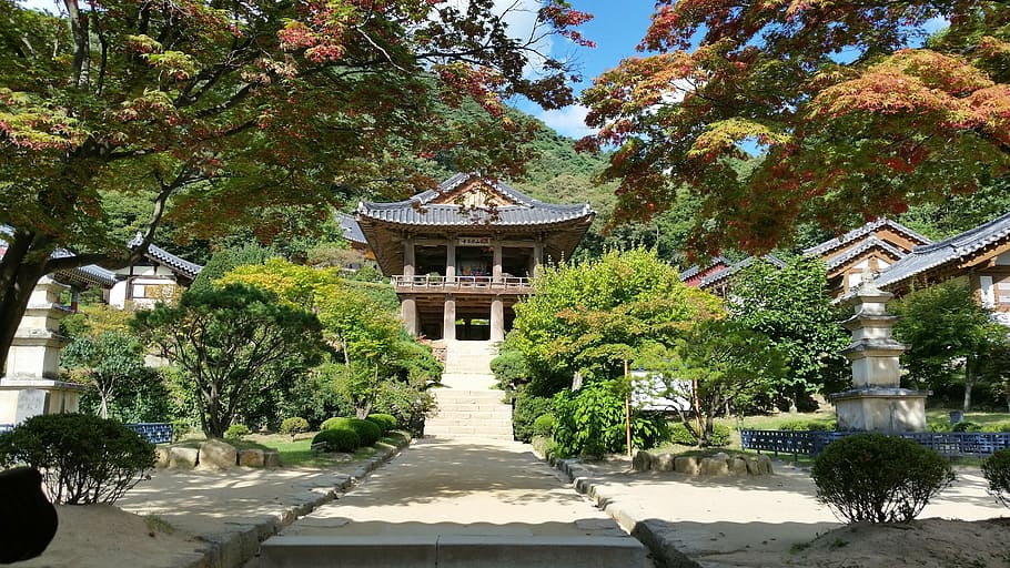 hijau, pohon, rumah, siang hari, korea, tempat tinggal permanen, kuil buseoksa, bagian, candi, lanskap