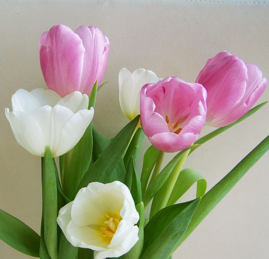 Tulip, Buket, Merah Muda, Putih, Bunga Potong, karangan bunga tulip, putih pink, bunga, kerapuhan, warna merah muda