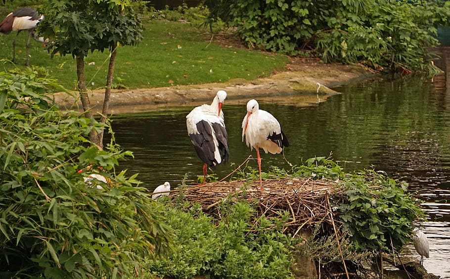 stork, nest, storchennest, bird, rattle stork, white stork, animal, vertebrate, animal themes, animal wildlife