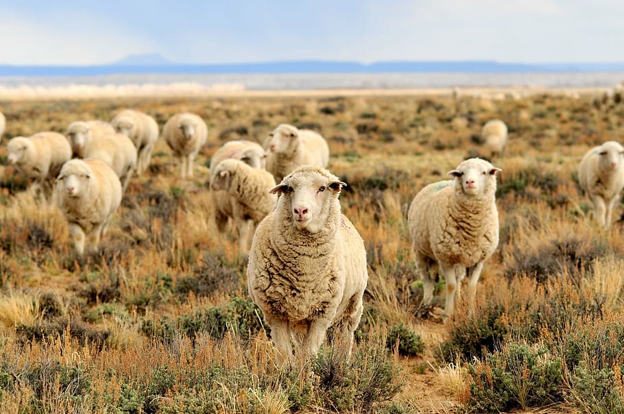 herd, sheep, grazing, field, pasture, grass, landscape, livestock, outdoors, countryside