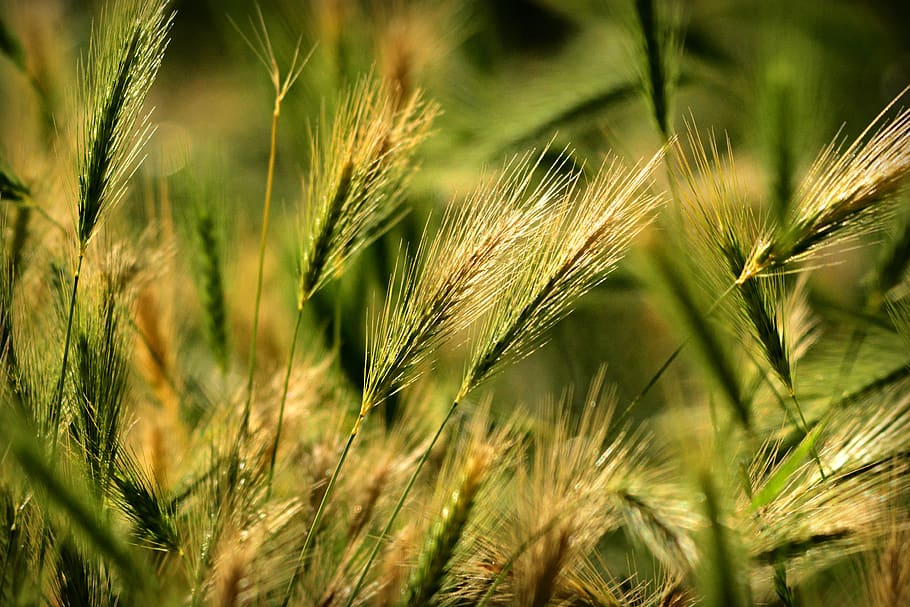 foxtail barley, grass, plant, vegetation, weed, wild, agriculture, cereal plant, crop, wheat