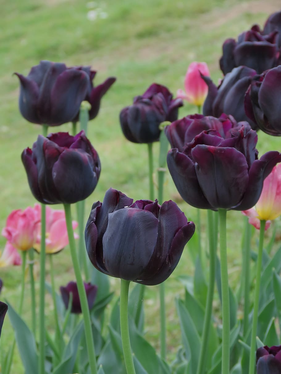 black tulip, flower, bloom, flora, plant, flowering plant, beauty in nature, vulnerability, freshness, growth