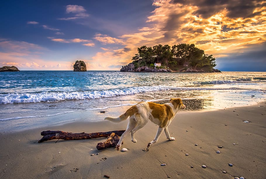 branco, bronzeado, cão, corrida, beira mar, pôr do sol, mar, onda, céu, praia
