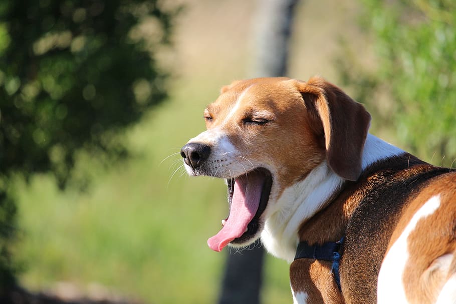 adult, tricolor, beagle, yawning, outdoor, yawn, lazy, tired, love, dog