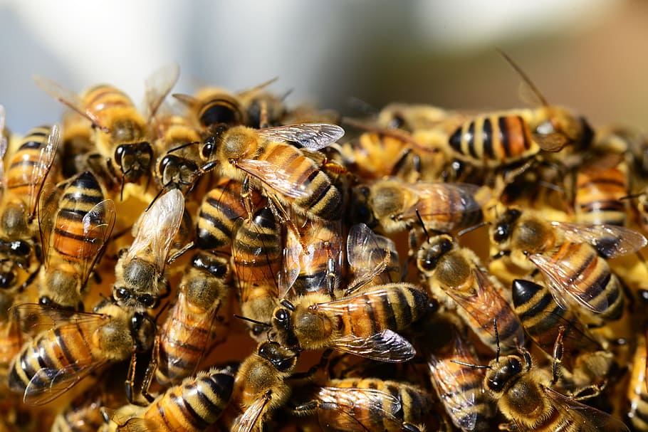 fotografi close-up, koloni lebah madu, lebah madu, sarang lebah, madu, lebah, segerombolan lebah, serangga, sayap, garis-garis