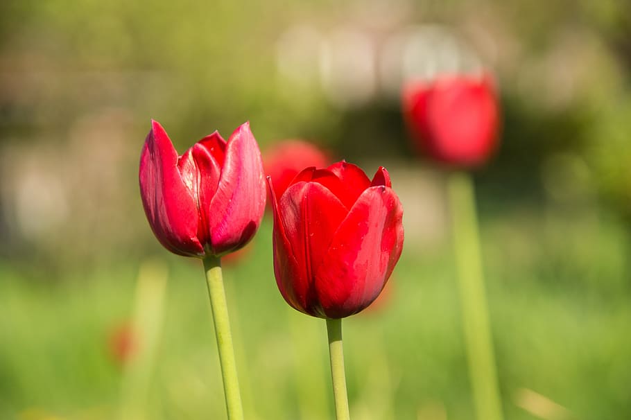 チューリップ オランダ 自然 春 赤 花 植物 開花植物 鮮度 自然の美しさ Pxfuel