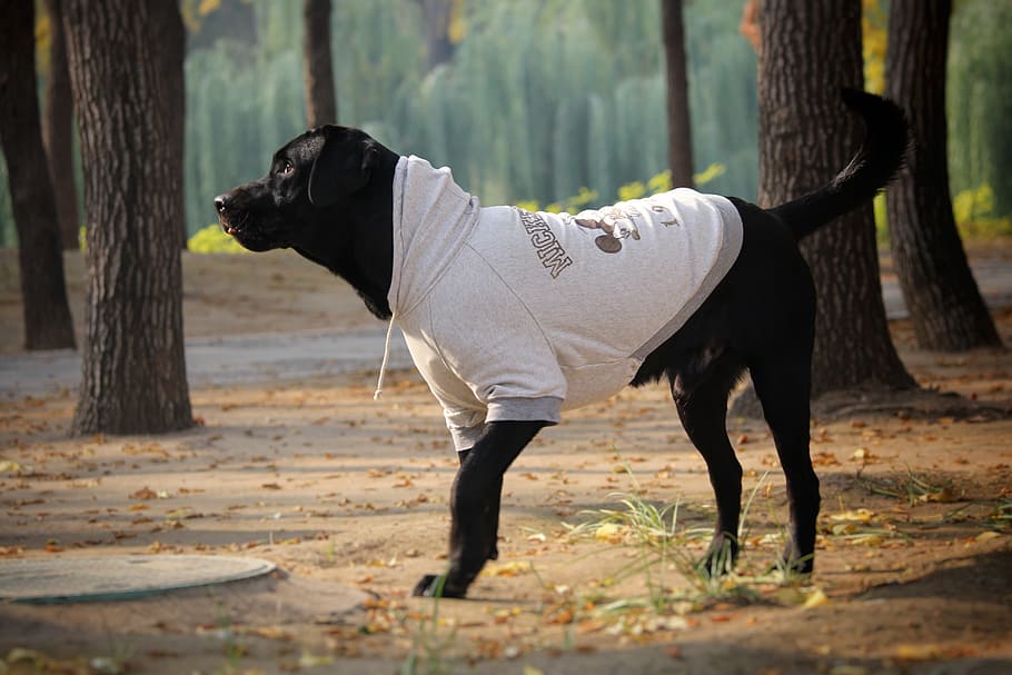 hoodie, yuan dynasty ruins park, labrador, one animal, mammal, trunk, tree, domestic animals, animal themes, tree trunk