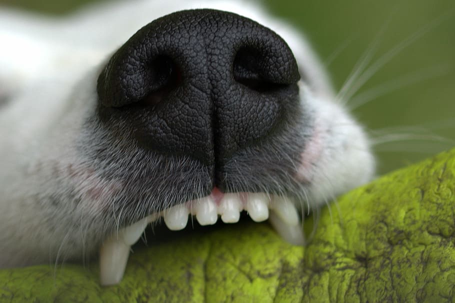 shallow, focus photography, white, dog, snout, teeth, bite, play, tooth, creature