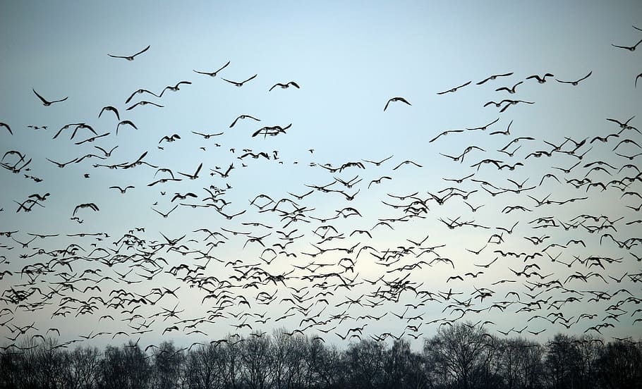 kawanan, burung, penerbangan, siang hari, angsa liar, musim dingin, burung migrasi, angsa, burung air, alam