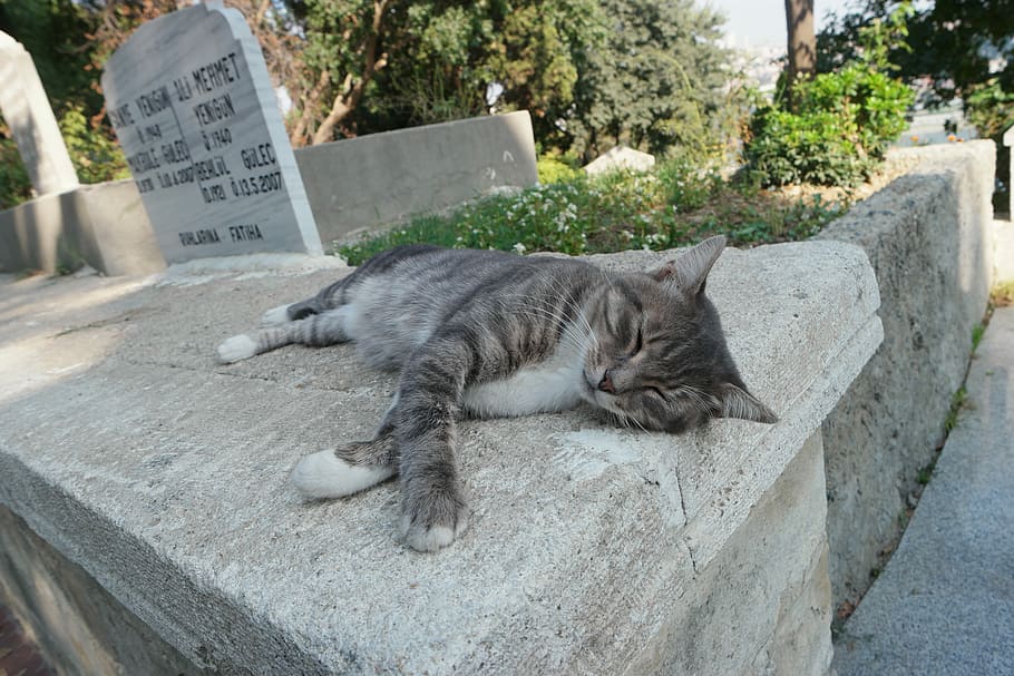 Cat, Drowsy, Proverbs, Stone, Siesta, animal, cute, cats, outdoor, park