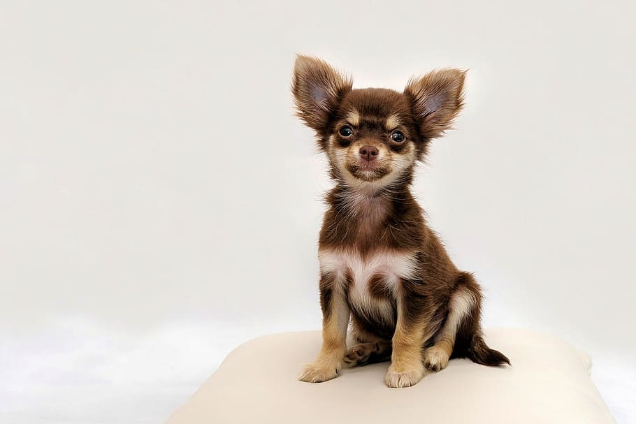 long-coated, tan, chihuahua, white, throw, pillow, small dog, dog, chiwawa, cute