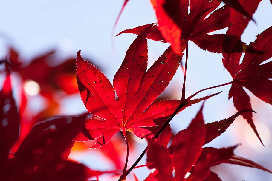 fotografia de close-up, vermelho, folhas, bordo, outono, folha, colorindo, brilhante, cor do outono, colorido
