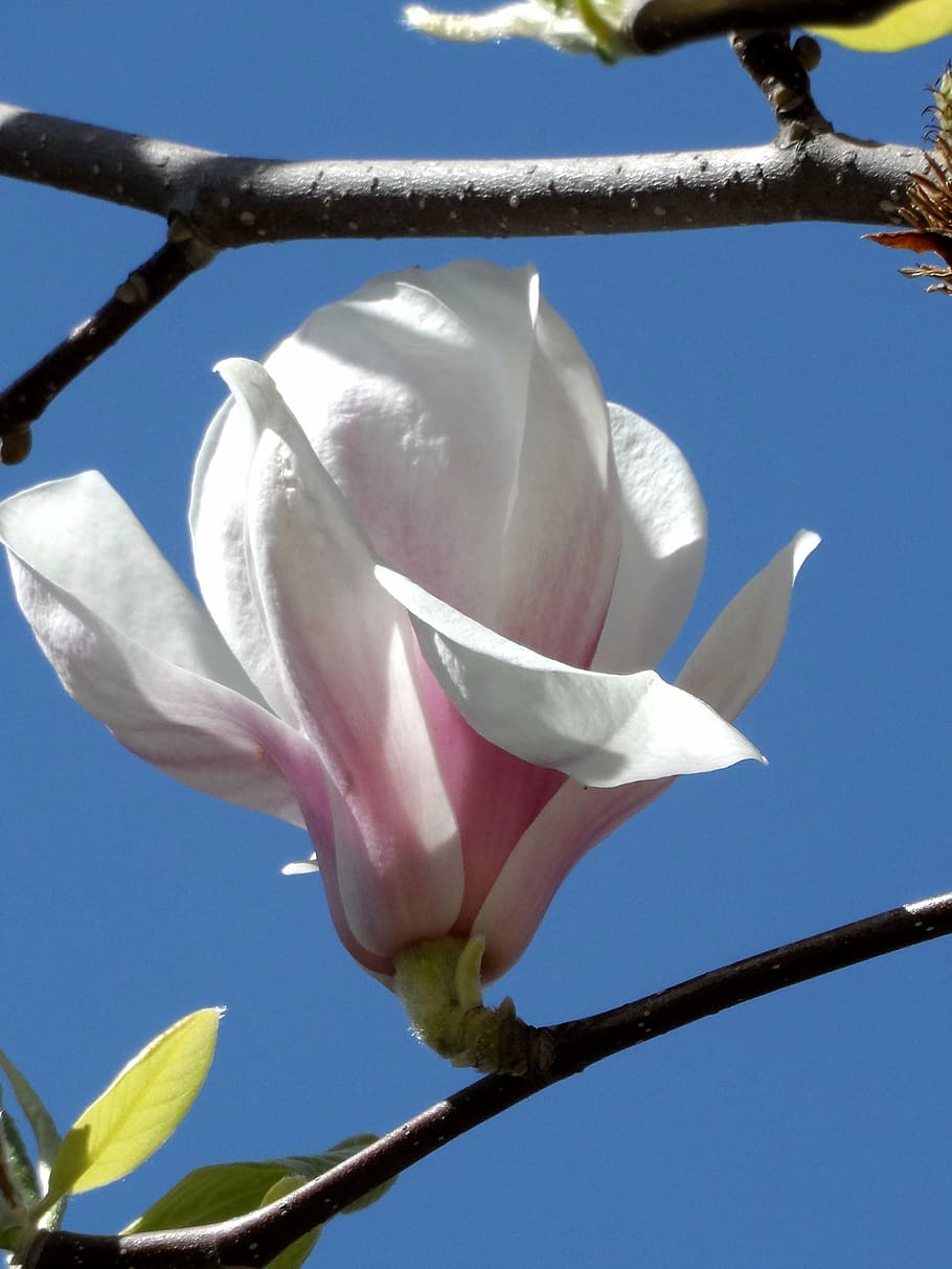 magnolia, flor, florecer, rosado, blanco, crecer, cerca, planta, naturaleza, planta de semilla