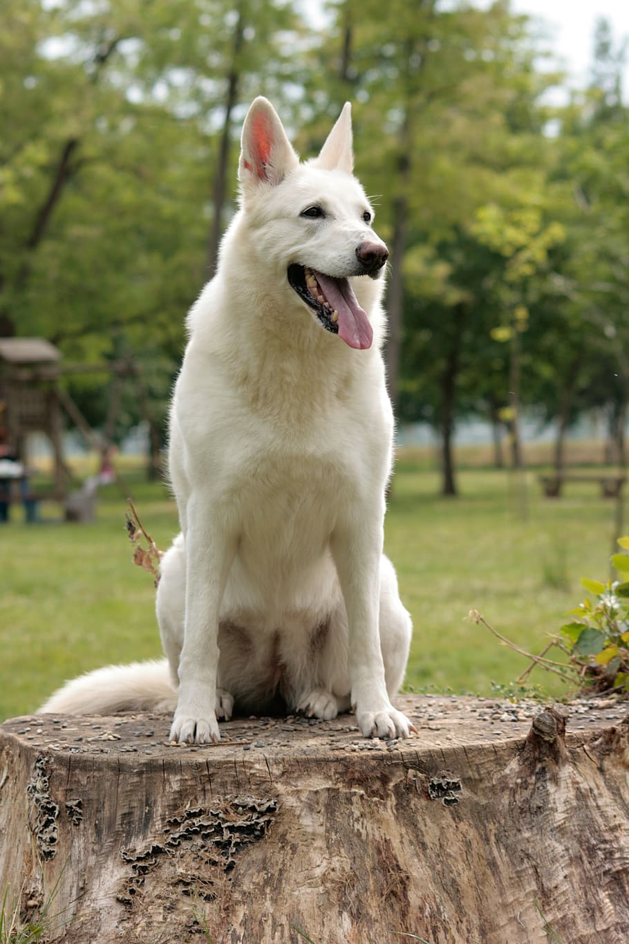 dog, white shepherd, swiss white shepherd, friend, dog portrait, white dog, animal themes, one animal, animal, mammal
