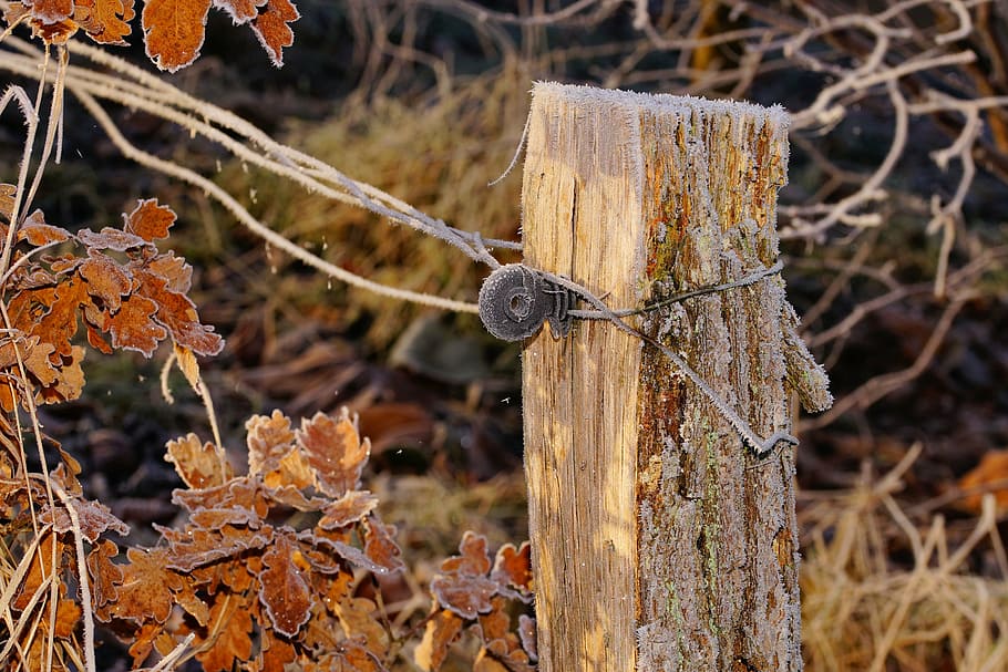 pasture, fence post, wooden posts, demarcation, iced, cold, power wire, wiring, wood, barrier