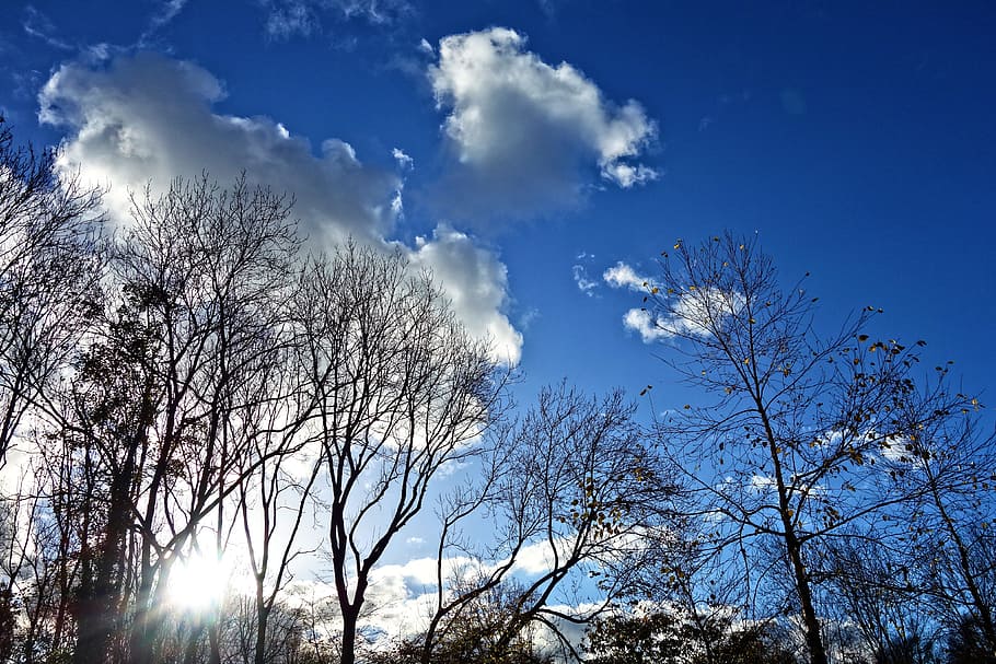 trees, treetops, branches, silhouette, blue skies, clouds, sunlight, sky, tree, cloud - sky