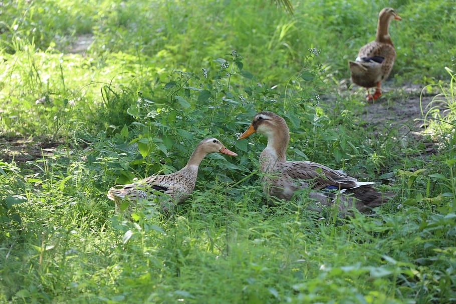 two ducks talking, green field, grass, backyard, avoid, friendship, natural, fresh, relax, group of animals
