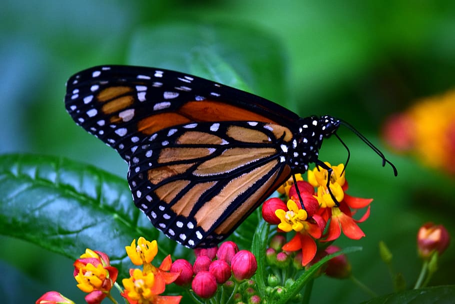 monarch butterfly, yellow, red, flower, monarch, butterflies, wing, food, insect, butterfly