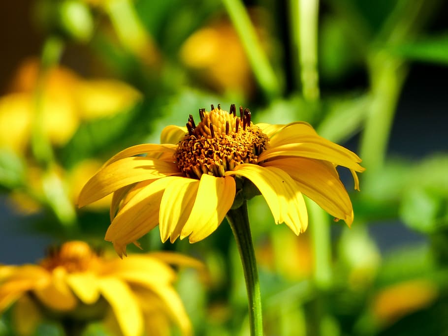 花 黄色 自然 夏 黄色い花 夏の植物 夏の花 植物 庭 フラワーガーデン Pxfuel
