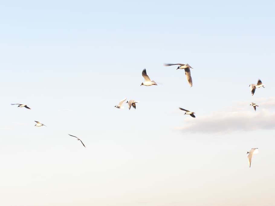 flock, birds, flying, sky, daytime, seagulls, spring, clouds, bird, dom