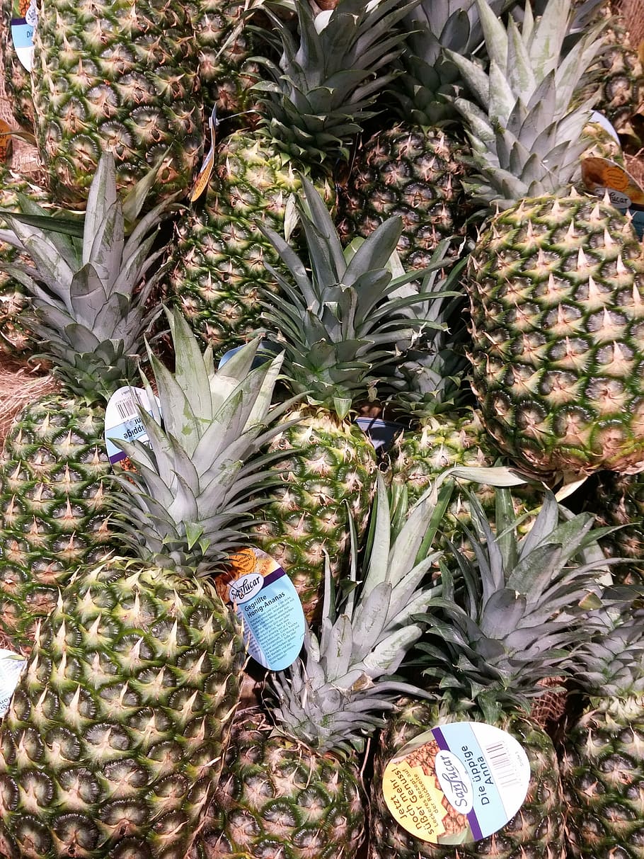 pineapple, fruits, fruit, young pineapple, plant, exotic, outdoor, tropical fruits, tropical, ripe