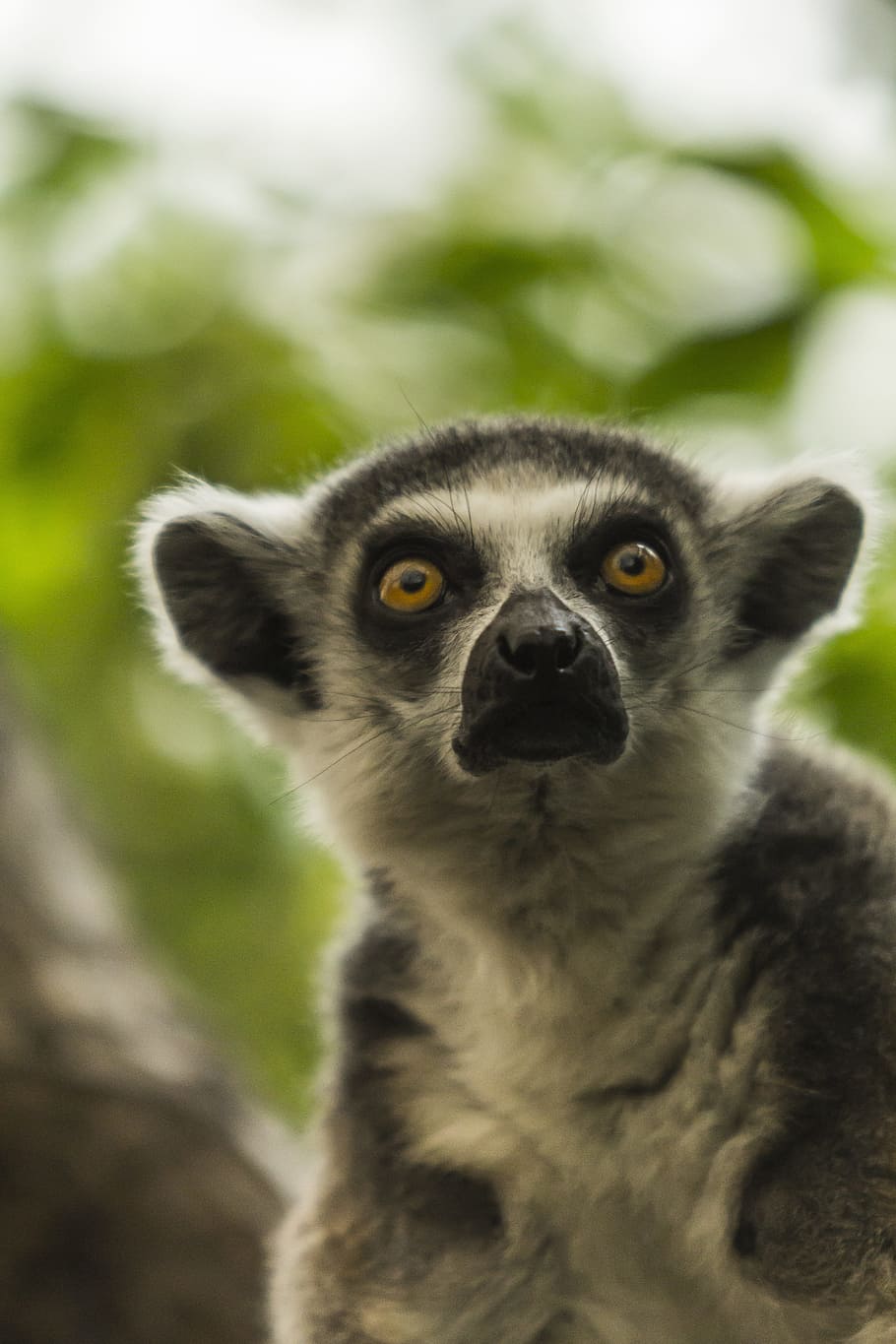 lemur, mammal, animal, nature, wildlife, primate, ring-tailed, wild, zoo, catta