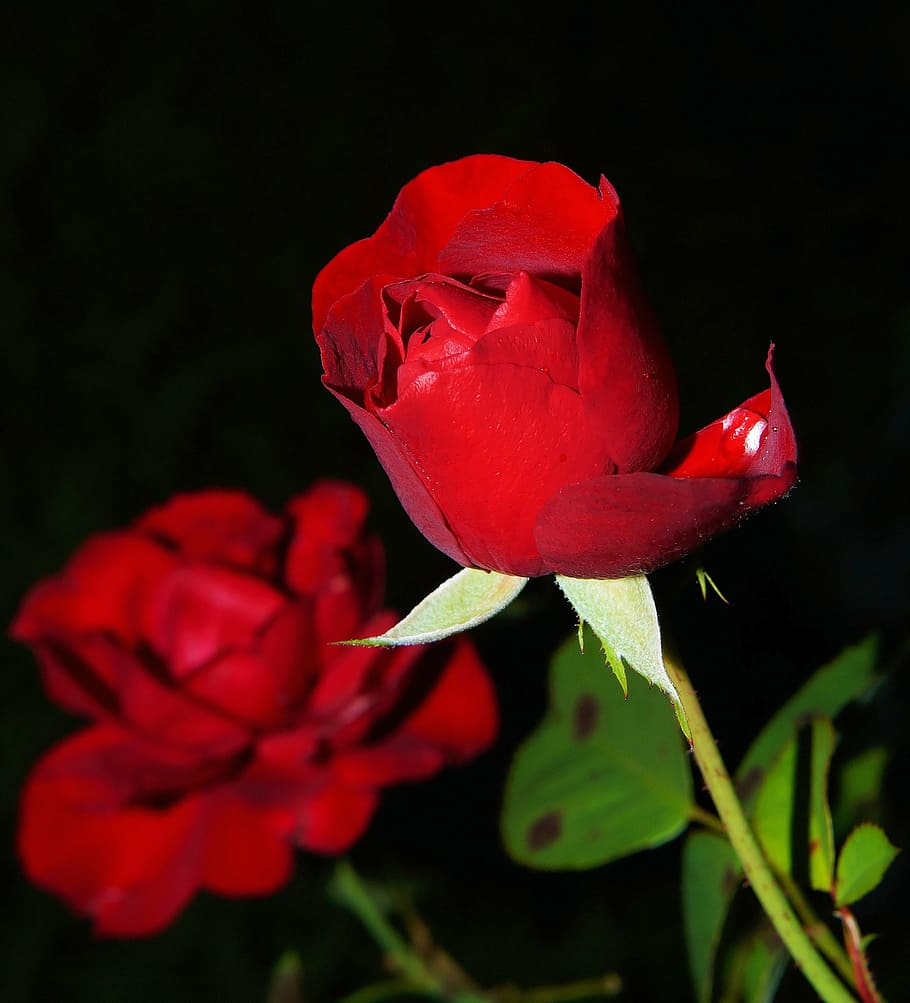 primer plano, foto, rojo, rosa, flor, floración, flor de rosa, belleza, jardín, romántico