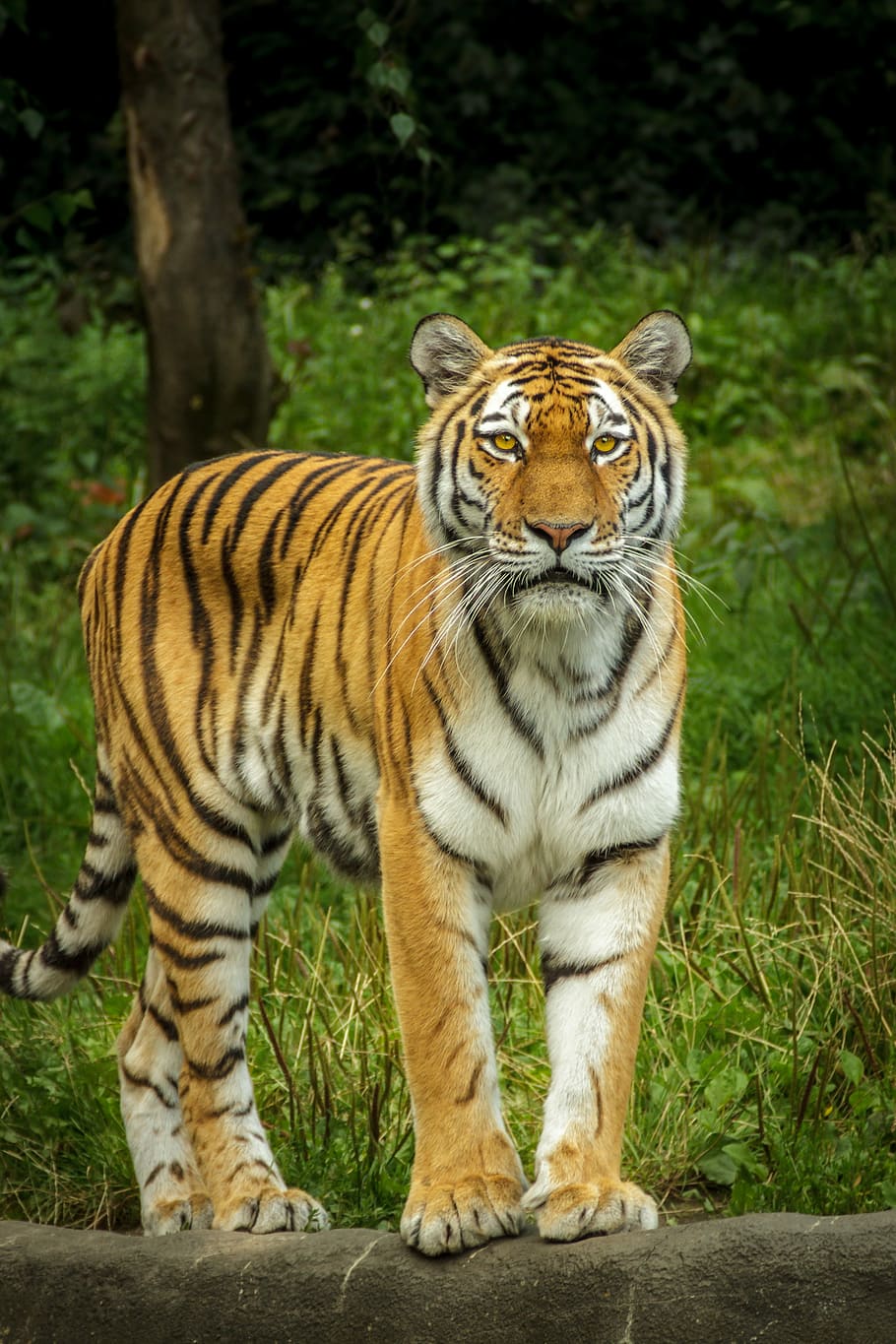 brown, black, tiger photo, daytime, panthera tigris altaica, tiger, siberian, amurtiger, ussuritiger, stand