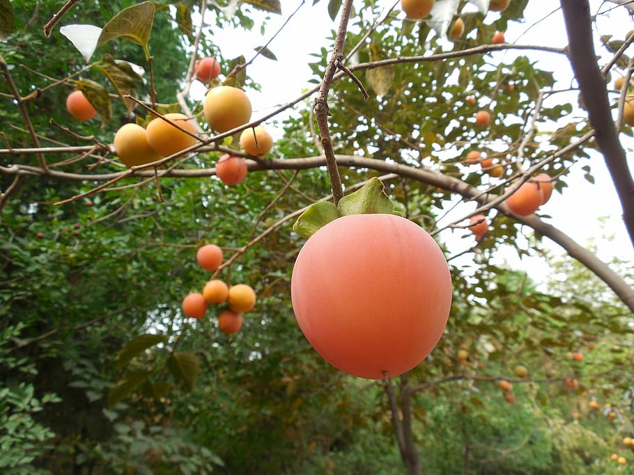 persimmon fruit, tree, healthy, farm, orchard, fruits, food, fall, harvest, food and drink