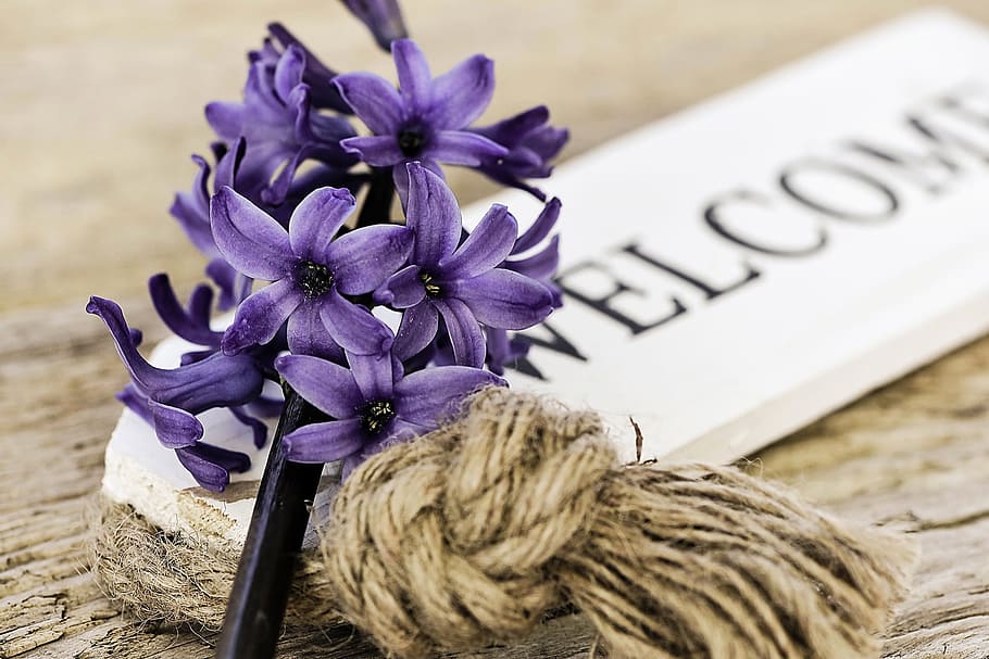 purple, petaled flowers, top, white, welcome, signage, hyacinth, blue, flower, fragrant flower