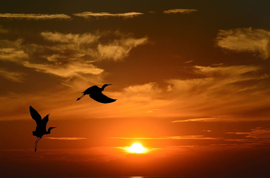 silhouette photography, two, flying, storks, sunset, dusk, evening, sun, sky, silhouette