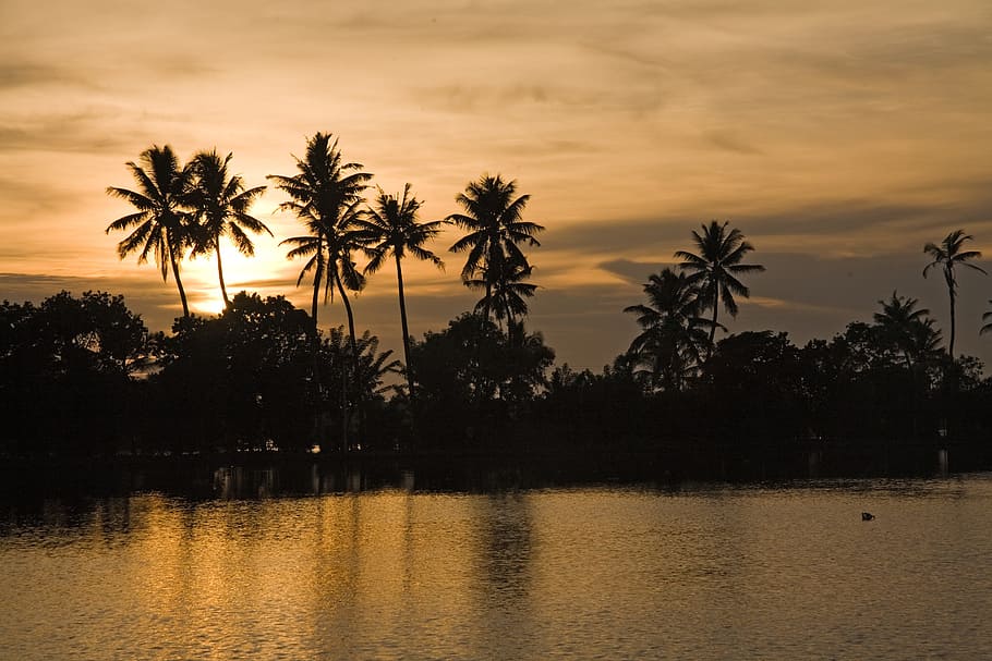 body, water, coconut trees, sunset, india, kerala, backwaters, palm trees, tree, plant