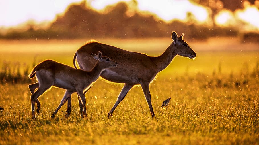 antelope, mammals, animal, africa, nature, wildlife, safari, gazelle, horns, savannah