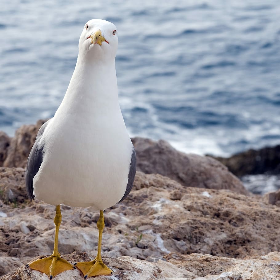 seagull, look, stare, bird, wildlife, outdoors, nature, funny, sea, rocks