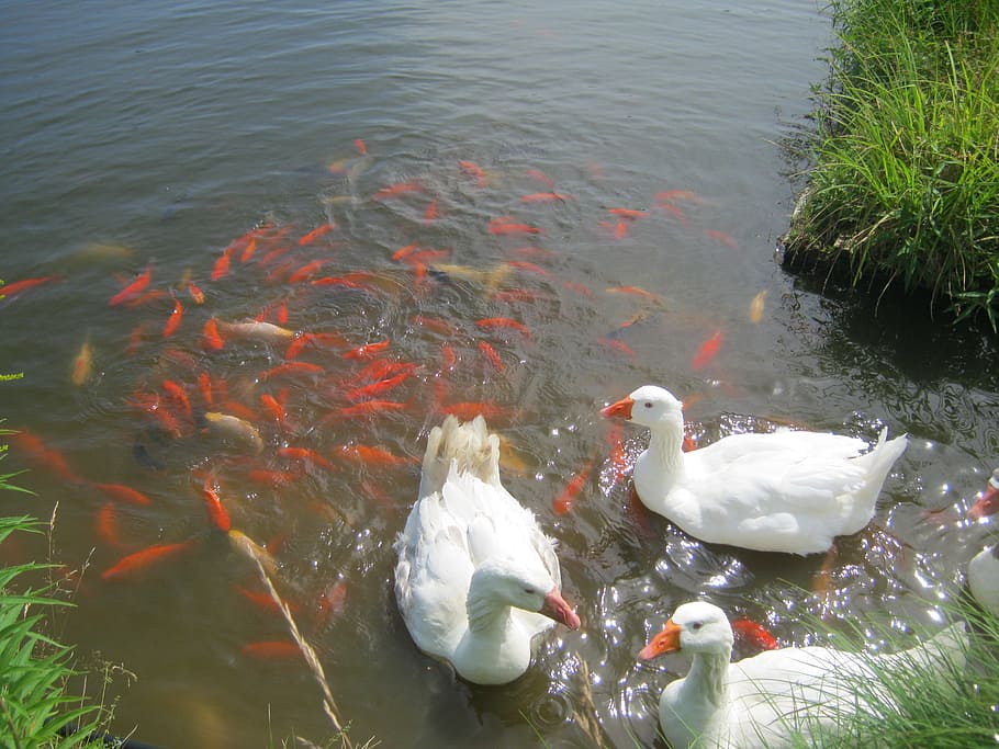 white geese, goldfish, pond, fish, summer, orange, white, nature, animal, tranquil