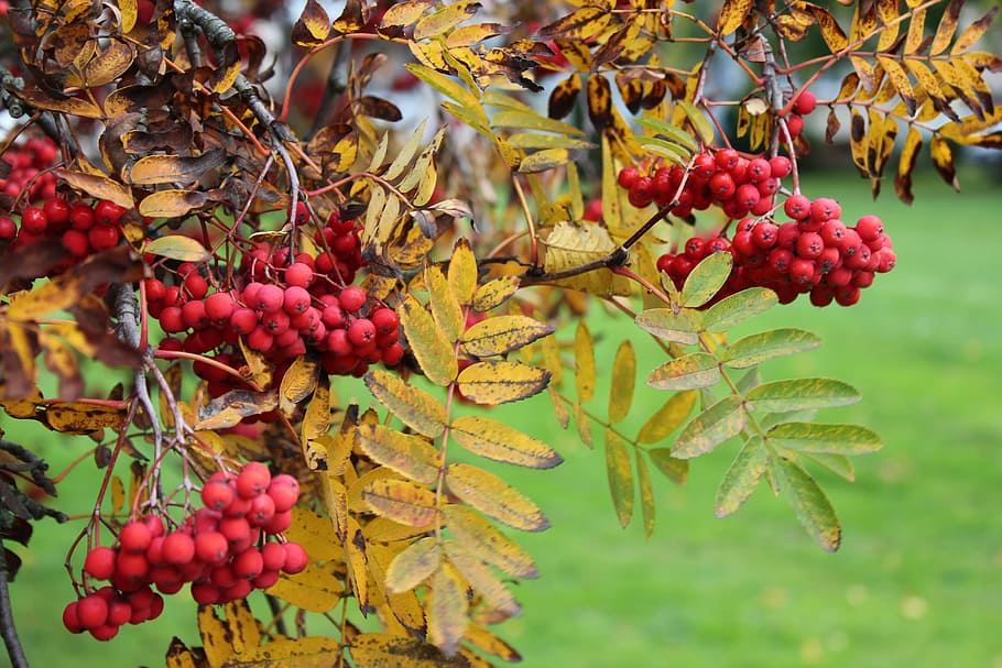Rowan, Nature, Plant, autumn, september, clusters of rowan, berry, leaves mountain ash, orange berries, fruit