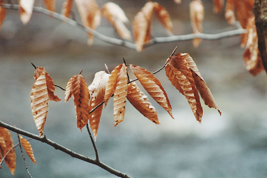 leaves, nature, dried, summer, trees, focus on foreground, close-up, plant, day, beauty in nature
